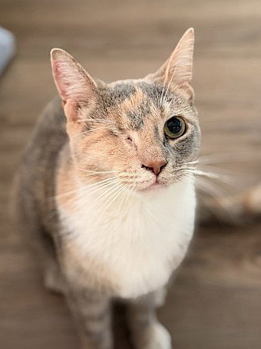 LIL JAZZ WILLOW GROVE AREA 09/02/2025-149 - Dilute Calico / Domestic Short Hair available for adoption