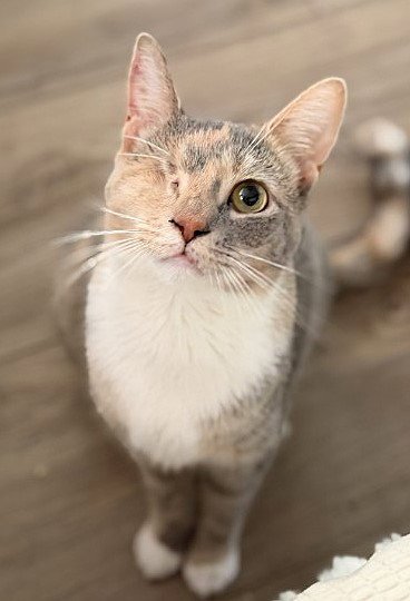 LIL JAZZ WILLOW GROVE AREA 09/02/2025-149 - Dilute Calico / Domestic Short Hair available for adoption