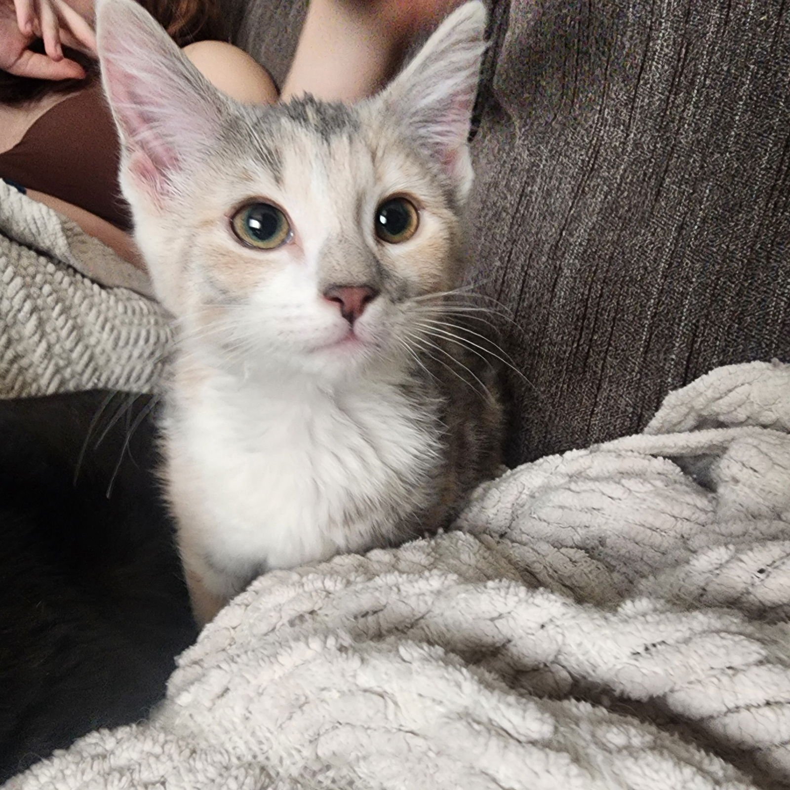 KAPPA, WILLOW GROVE AREA, (FCID 01/13/2026-137) - Domestic Short Hair / Dilute Tortoiseshell available for adoption