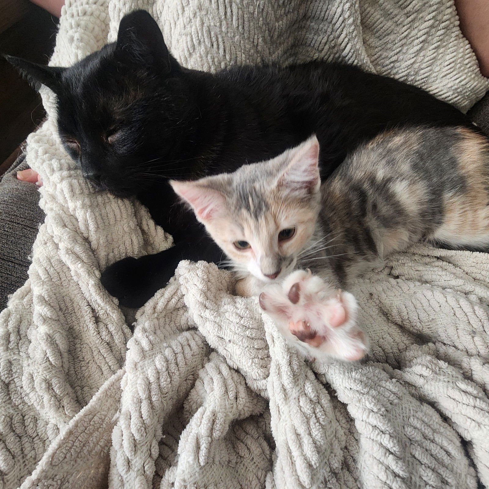 Kappa, Willow Grove Area, (FCID 01/13/2026-137) - Photo 3