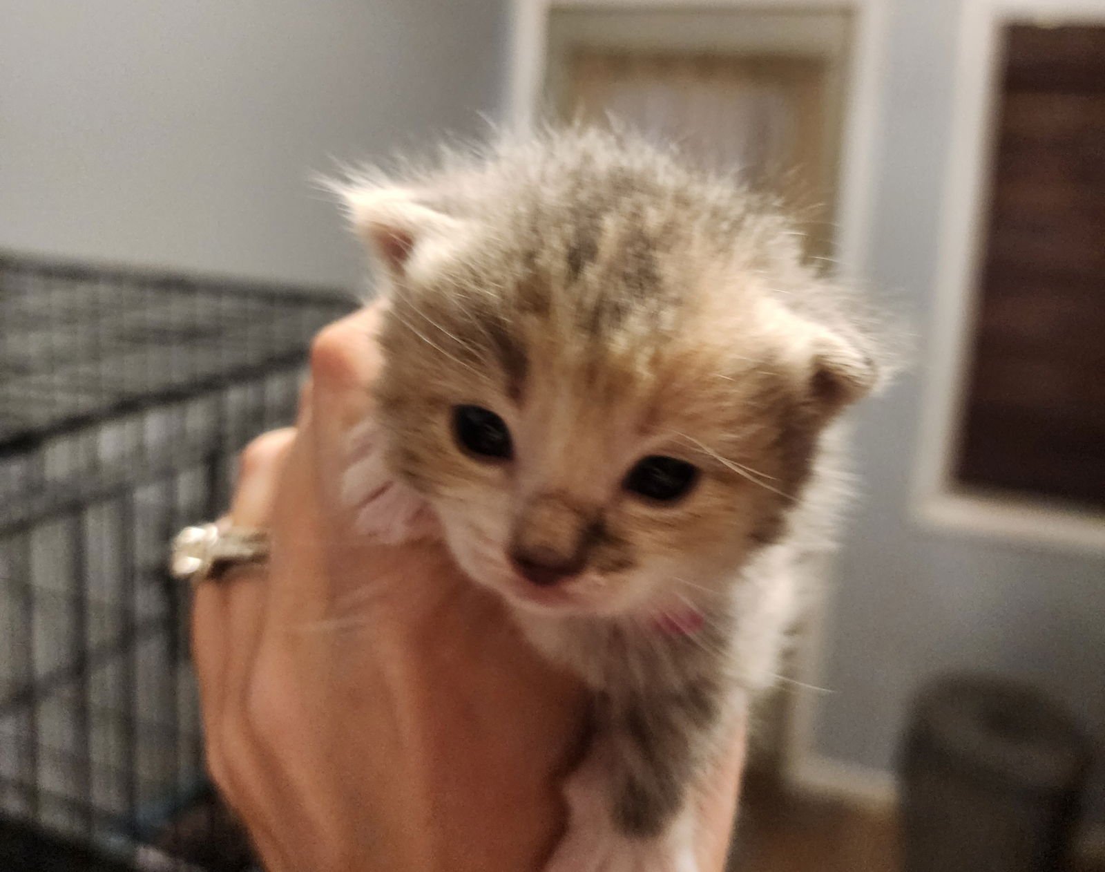 Kappa, Willow Grove Area, (FCID 01/13/2026-137) - Photo 4