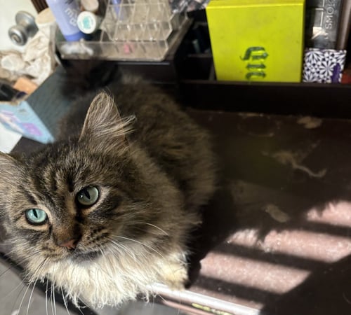 SAPPHIRE (FCID# 05/08/2025 - 21) KDC - Tabby available for adoption
