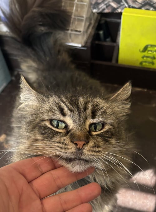SAPPHIRE (FCID# 05/08/2025 - 21) KDC - Tabby available for adoption