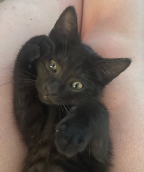 SCOOTER, WILLOW GROVE AREA, (FCID 05/20/2026-121) - Domestic Short Hair available for adoption
