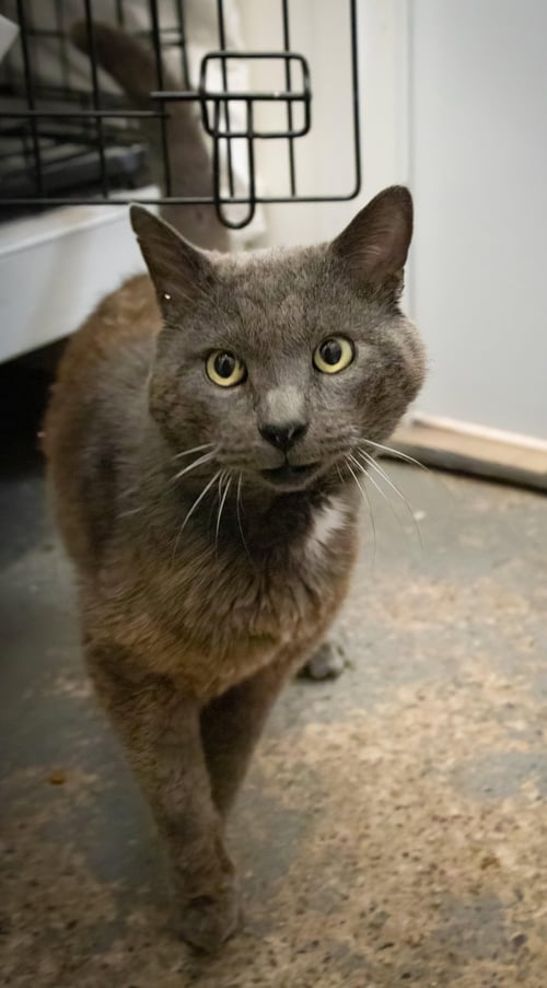 SAWYER (FCID# 05/18/2026 - 2 TRAINER) - Domestic Short Hair available for adoption