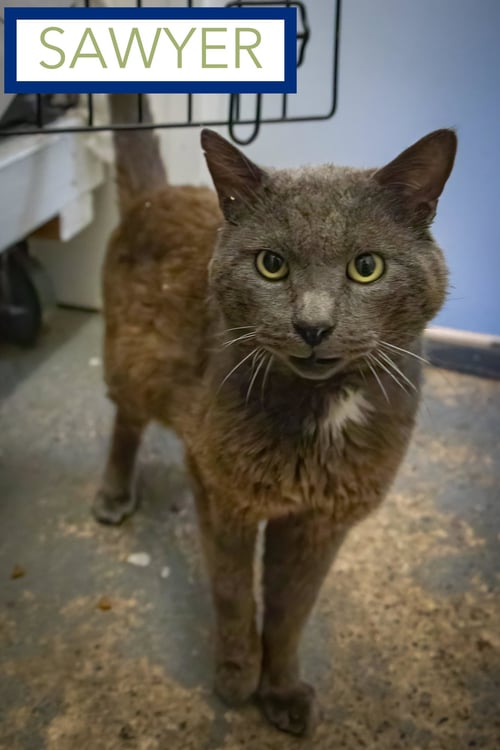 SAWYER (FCID# 05/18/2026 - 2 TRAINER) - Domestic Short Hair available for adoption