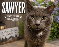 Sawyer (FCID# 05/18/2026 - 2 Trainer) - Photo 3