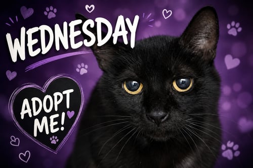 WEDNESDAY (FCID# 05/19/2026 - 70 TRAINER) - Domestic Short Hair available for adoption