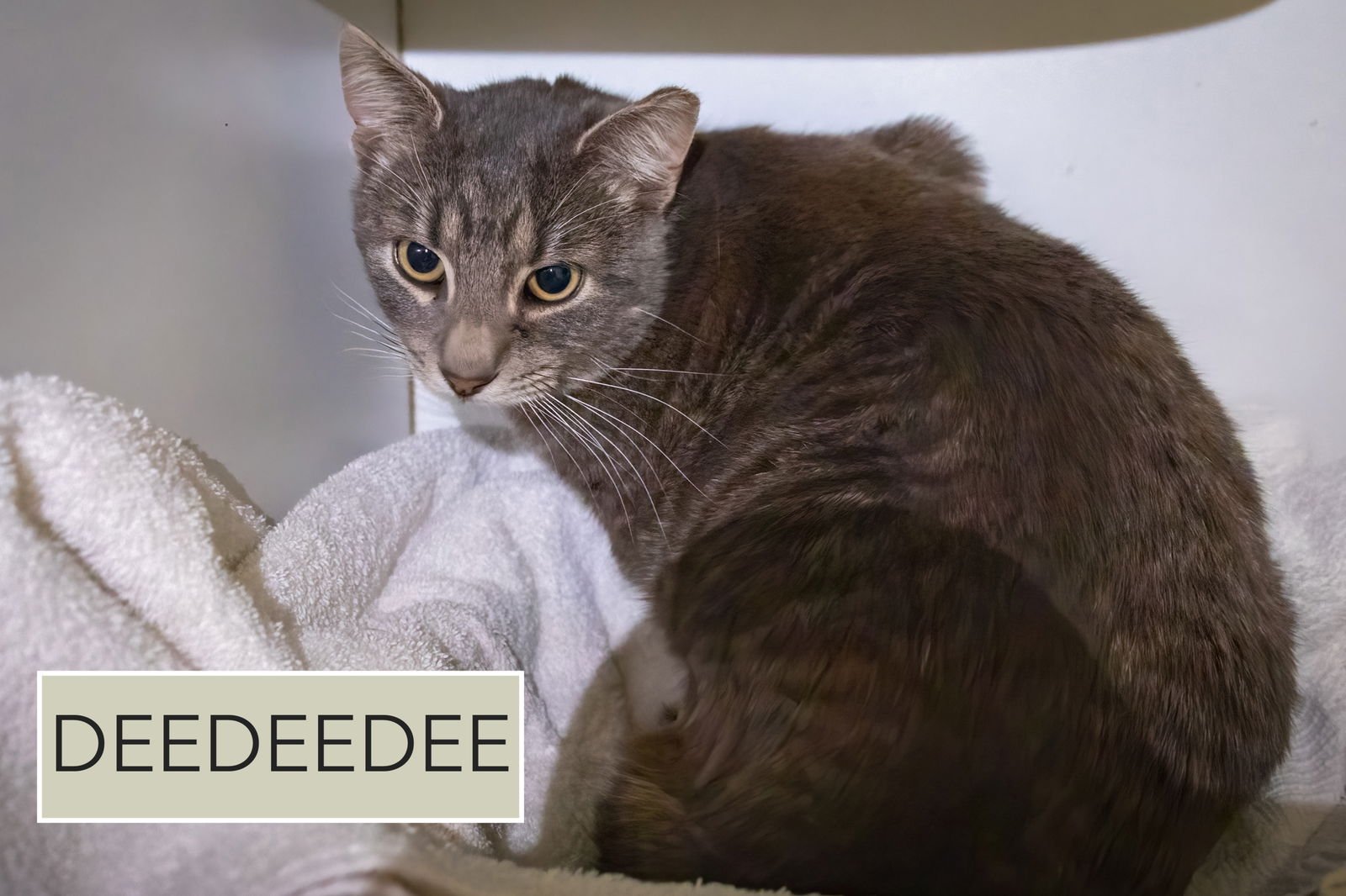 DEEDEEDEE (M) (FCID# 02/05/2026 - 45 TRAINER) C - Domestic Short Hair available for adoption