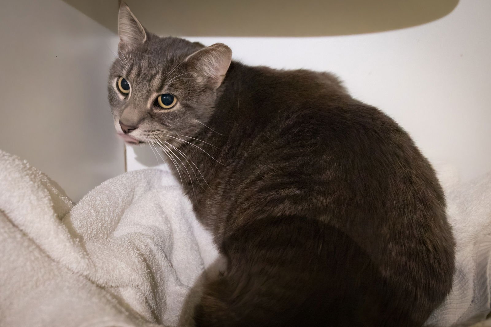 DEEDEEDEE (M) (FCID# 02/05/2026 - 45 TRAINER) C - Domestic Short Hair available for adoption