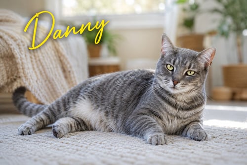 DANNY (FCID# 02/05/2026 - 45 TRAINER) C - Domestic Short Hair available for adoption