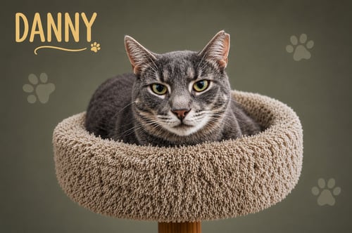 DANNY (FCID# 02/05/2026 - 45 TRAINER) C - Domestic Short Hair available for adoption