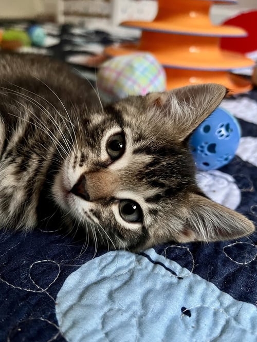 RAYE (FCID# 06/09/2026 - 1 MIDDLETOWN PS) KC - Tabby available for adoption