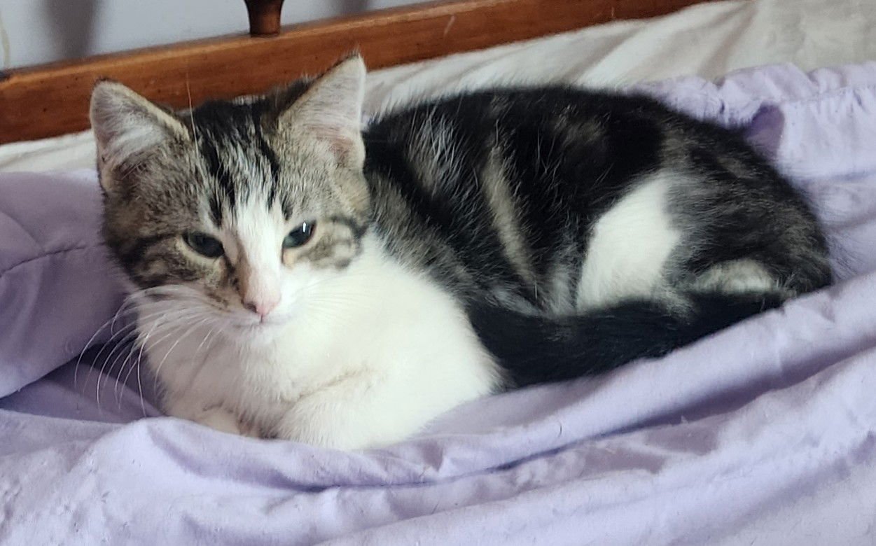 NIKE, WILLOW GROVE AREA, (FCID 01/13/2026-133) - Domestic Short Hair available for adoption