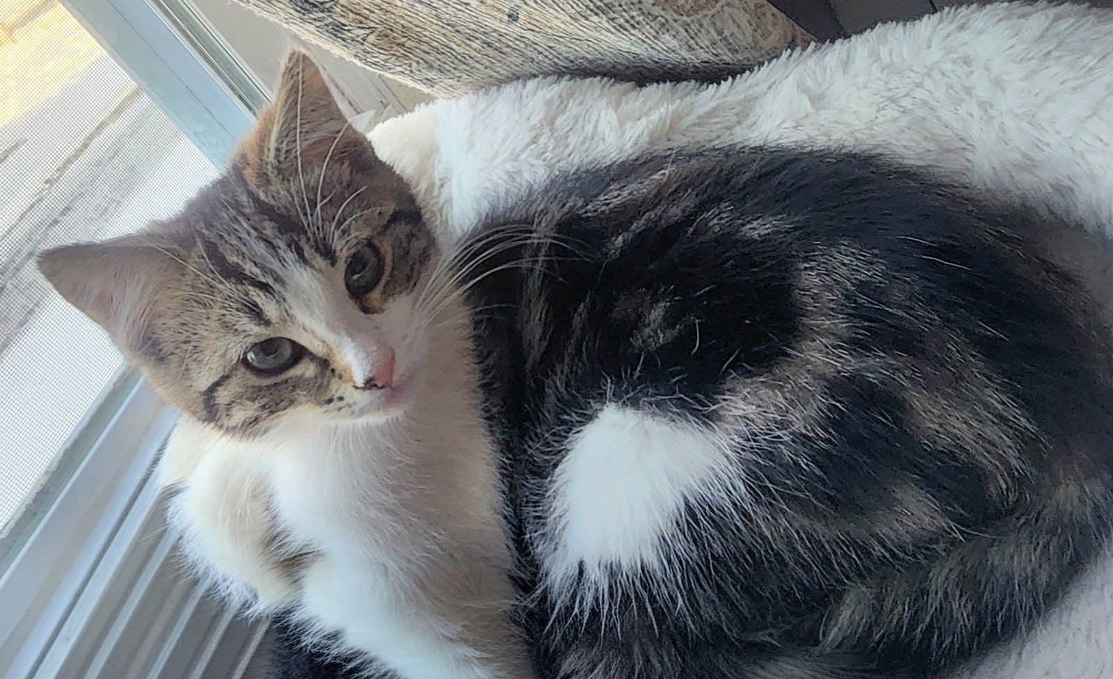 NIKE, WILLOW GROVE AREA, (FCID 01/13/2026-133) - Domestic Short Hair available for adoption