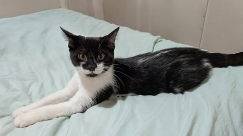 SUGAR, WILLOW GROVE AREA, (FCID 7/15/2026-138) - Domestic Short Hair available for adoption
