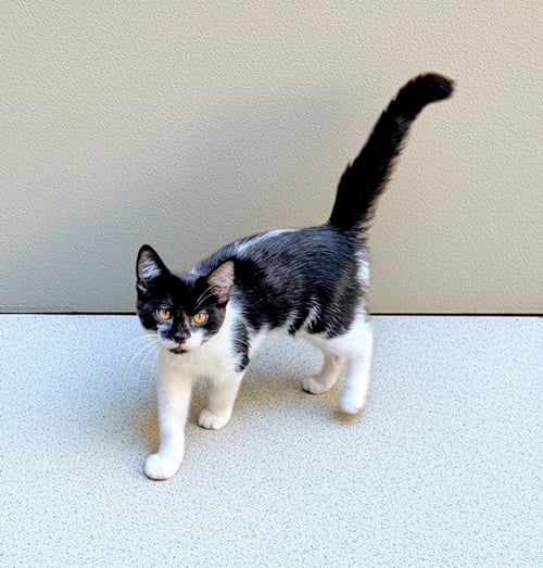 SUGAR, WILLOW GROVE AREA, (FCID 7/15/2026-138) - Domestic Short Hair available for adoption