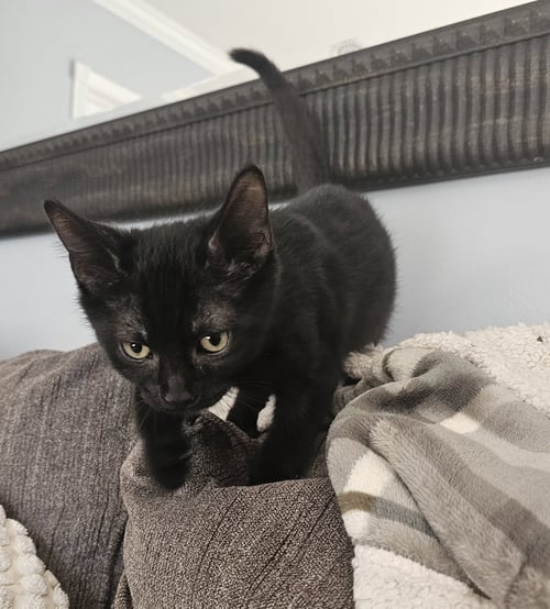 COCO, WILLOW GROVE AREA, (FCID 06/24/2026-128) - Domestic Short Hair available for adoption