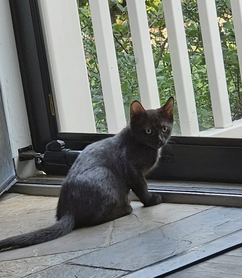 COCO, WILLOW GROVE AREA, (FCID 06/24/2026-128) - Domestic Short Hair available for adoption