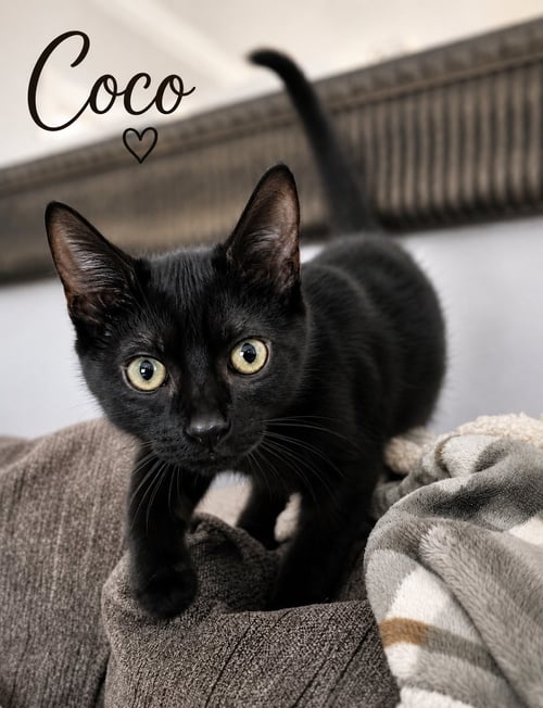COCO, JENKINROWN PS (FCID 06/24/2026-128) - Domestic Short Hair available for adoption
