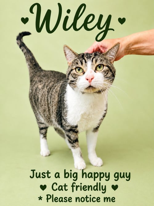WILEY (FCID# 01/24/2025 - 101) WILLOW GROVE - Domestic Short Hair available for adoption