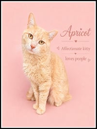 Apricot (FCID# 05/20/2026 - 401) Willow Grove - Photo 1