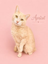 Apricot (FCID# 05/20/2026 - 401) Willow Grove - Photo 2