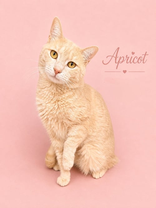 APRICOT (FCID# 05/20/2026 - 401) WILLOW GROVE - Tabby available for adoption