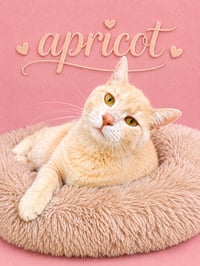 Apricot (FCID# 05/20/2026 - 401) Willow Grove - Photo 3