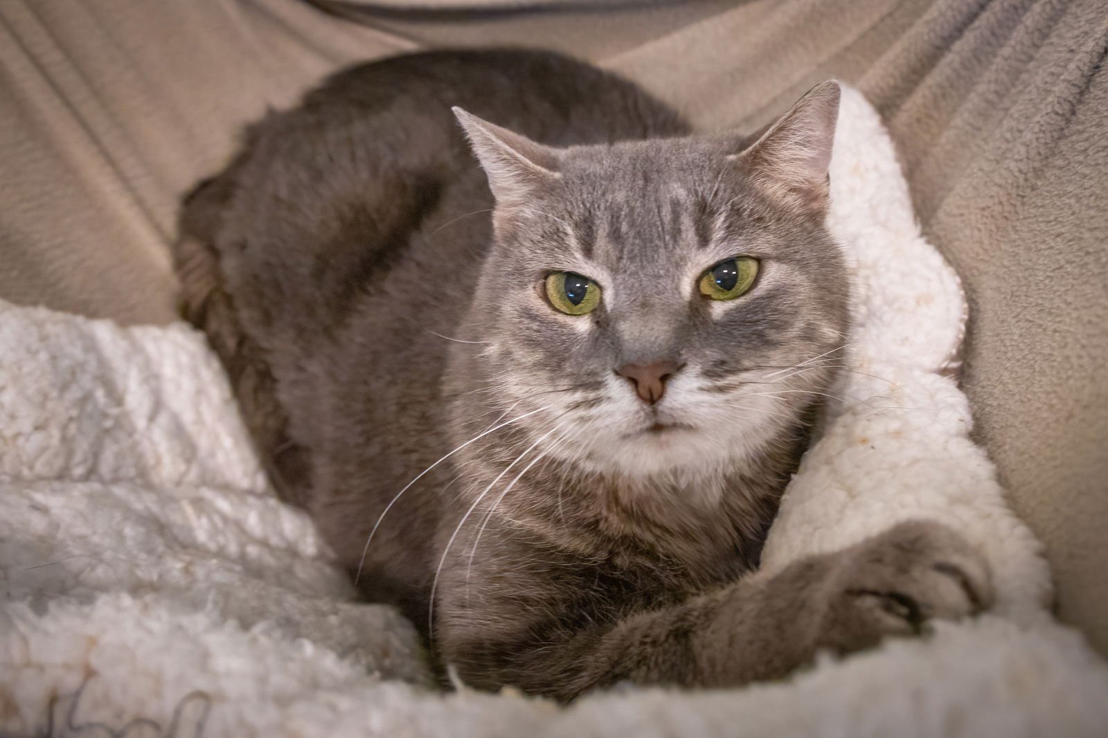 DAISY (FCID# 02/09/2026 - 37 TRAINER) - Tabby available for adoption