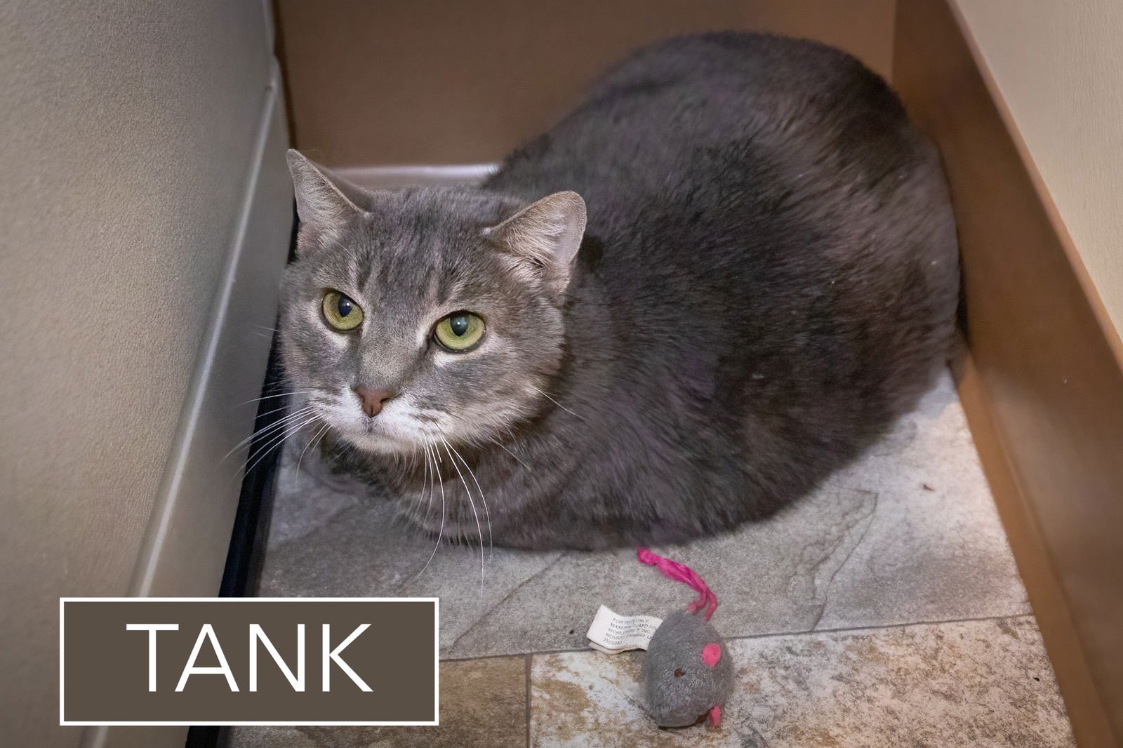 DAISY (FCID# 02/09/2026 - 37 TRAINER) - Tabby available for adoption
