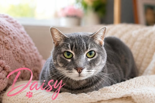 DAISY: FOSTER REQUEST (FCID# 02/09/26-37 TRAINER) - Tabby available for adoption