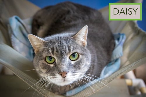 DAISY: FOSTER REQUEST (FCID# 02/09/26-37 TRAINER) - Tabby available for adoption