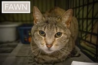 Fawn (FCID# 05/11/2026 - 40 Millsboro PS) - Photo 3
