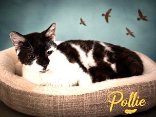POLLIE (FCID# 07/06/2026 - 17 TRAINER) - Domestic Short Hair available for adoption