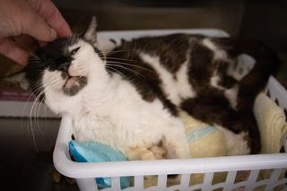 POLLIE (FCID# 07/06/2026 - 17 TRAINER) - Domestic Short Hair available for adoption