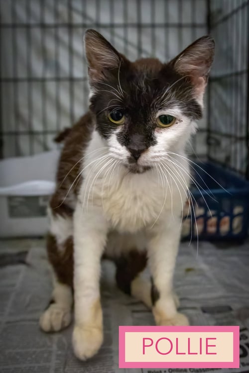 POLLIE (FCID# 07/06/2026 - 17 TRAINER) - Domestic Short Hair available for adoption