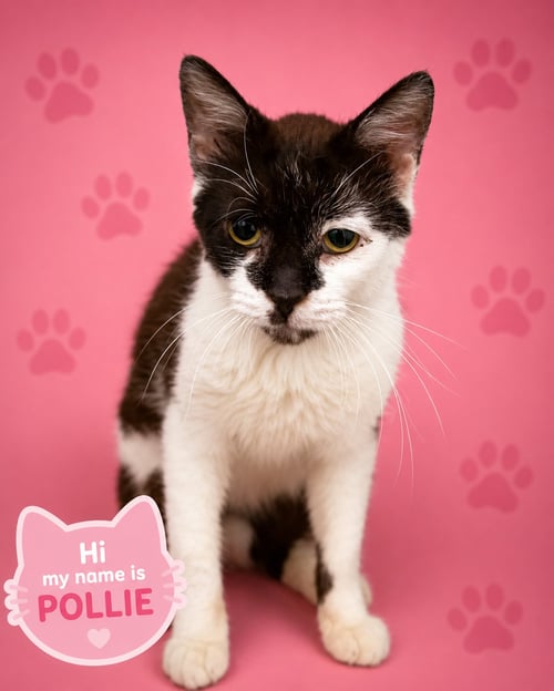 POLLIE (FCID# 07/06/2026 - 17 TRAINER) - Domestic Short Hair available for adoption