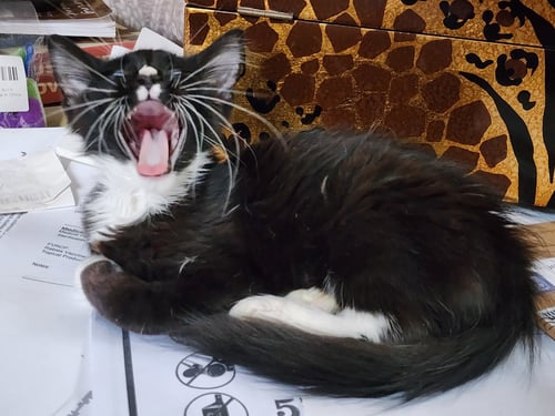 SQUIGGY (FCID# 07/29/2026 - 35) C - Tuxedo available for adoption