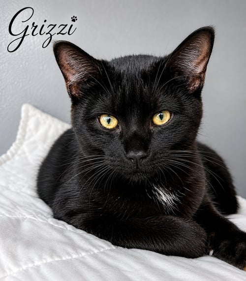 GRIZZI (FCID# 07/13/2026 - 69 WEST CHESTER PS) - Domestic Short Hair available for adoption