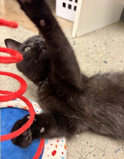 GRIZZI (FCID# 07/13/2026 - 69 WEST CHESTER PS) - Domestic Short Hair available for adoption