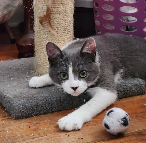 TIKE (FCID# 03/02/2026 - 57 BRANDYWINE PS) C - Domestic Short Hair available for adoption