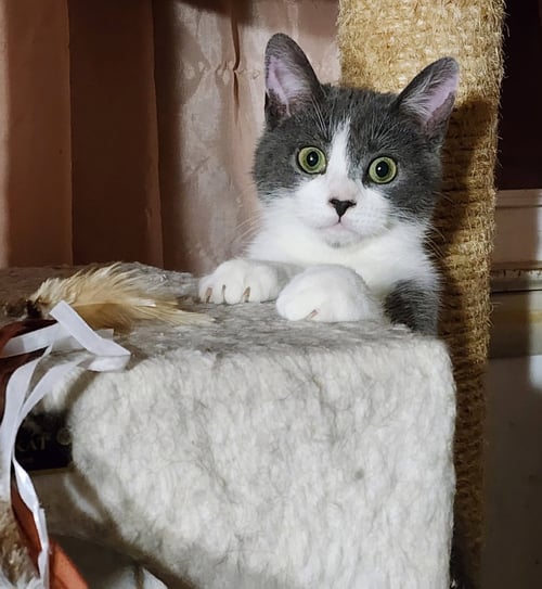 TIKE (FCID# 03/02/2026 - 57 BRANDYWINE PS) C - Domestic Short Hair available for adoption