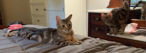 MASTER HOUDINI (FCID 7/01/26-1 GLEN MILLS PS) C - Tabby available for adoption