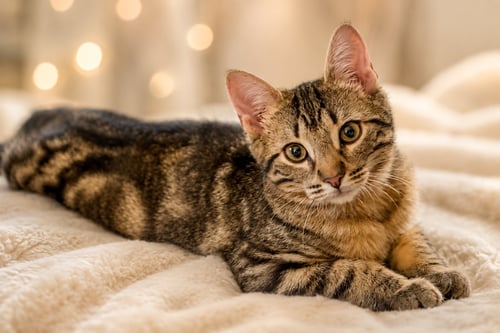 MASTER HOUDINI (FCID 7/01/26-1 GLEN MILLS PS) C - Tabby available for adoption