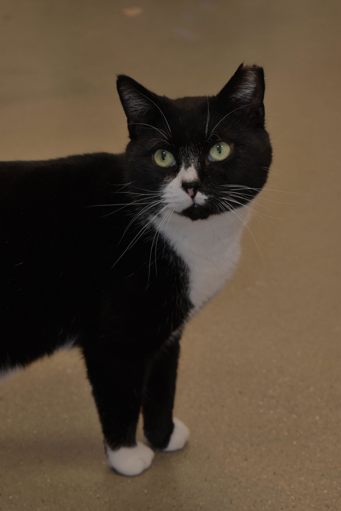 SHELDON (FCID# 07/25/2025 - 105 MIDDLETOWN PS) C - Domestic Short Hair available for adoption