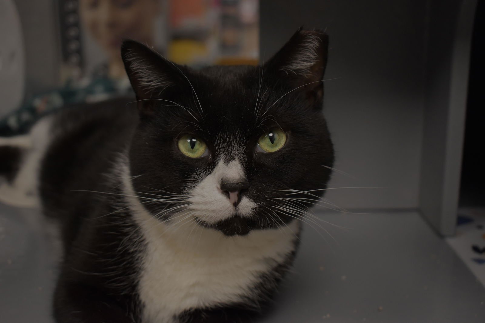 SHELDON (FCID# 07/25/2025 - 105 MIDDLETOWN PS) C - Domestic Short Hair available for adoption