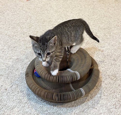 PINKY, WILLOW GROVE PS (FCID 07/08/2026-153) KDC - Tabby / Tuxedo available for adoption