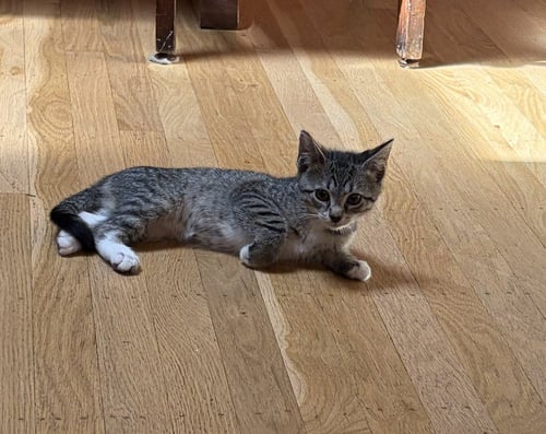 PINKY, WILLOW GROVE PS (FCID 07/08/2026-153) KDC - Tabby / Tuxedo available for adoption