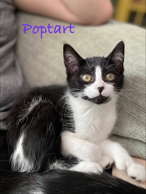 POPTART, WILLOW GROVE AREA, (FCID 07/22/2026-134) - Domestic Short Hair available for adoption